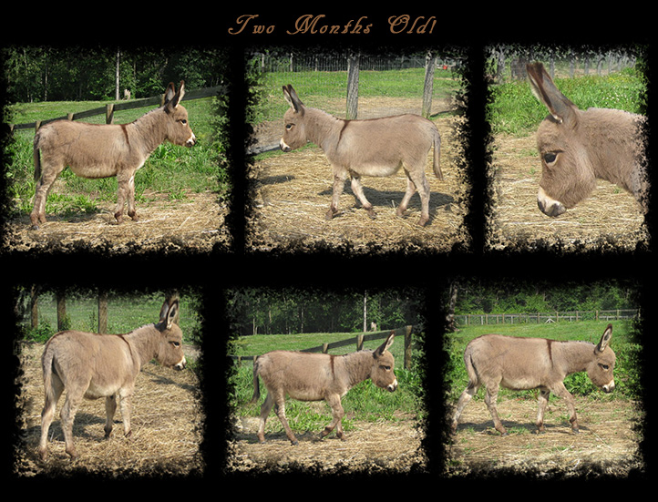 Critter Haven Farm Miniature Donkeys